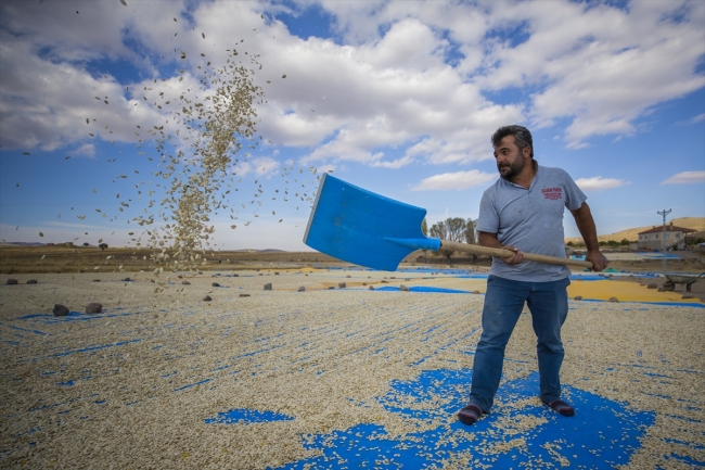 Lezzetini Erciyes Dağı'nın tüflü topraklarından alan tomarza kabak çekirdeği
